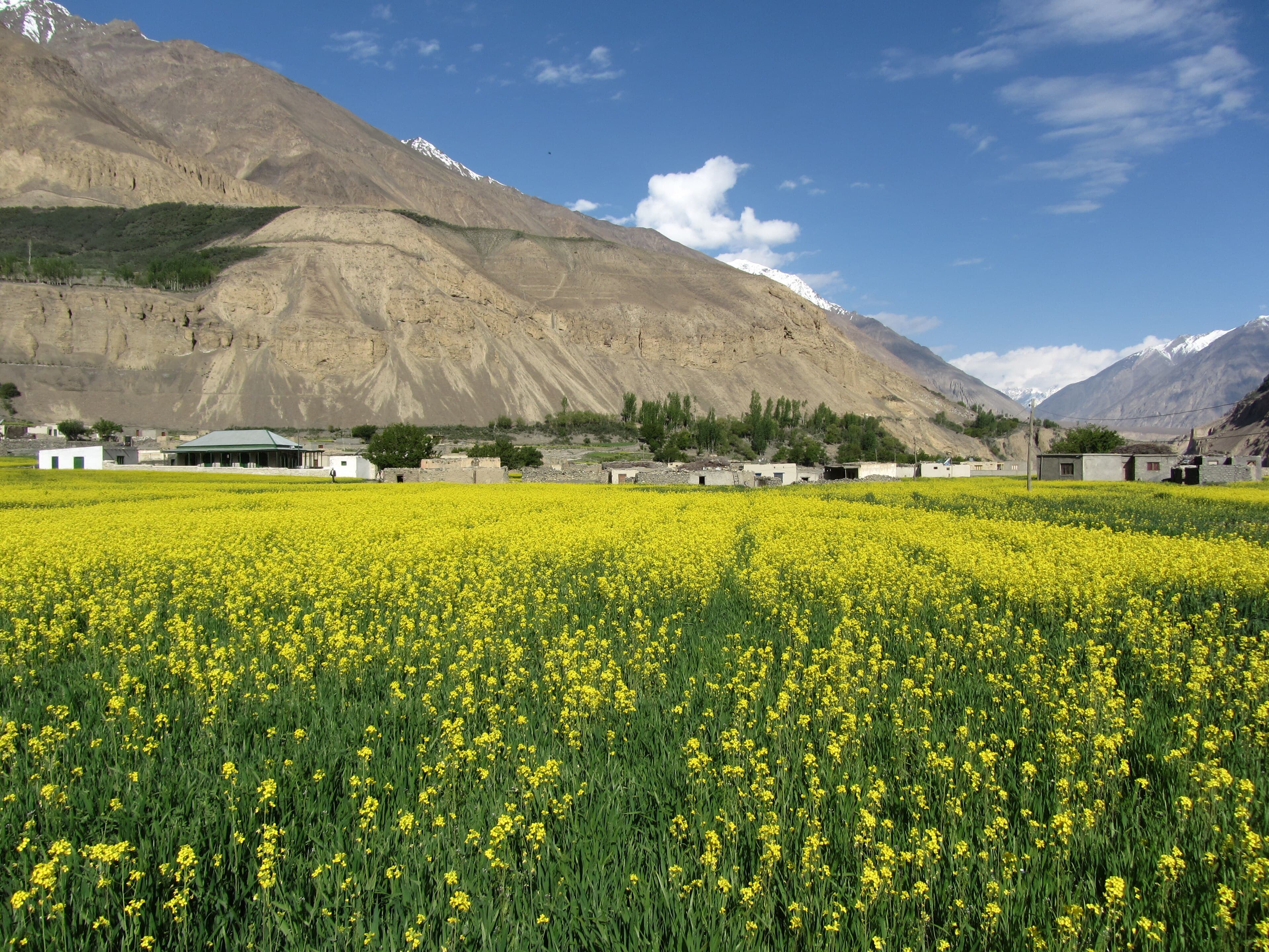 Shimshal village fields and Wakhi houses high in the Karakoram of upper Hunza