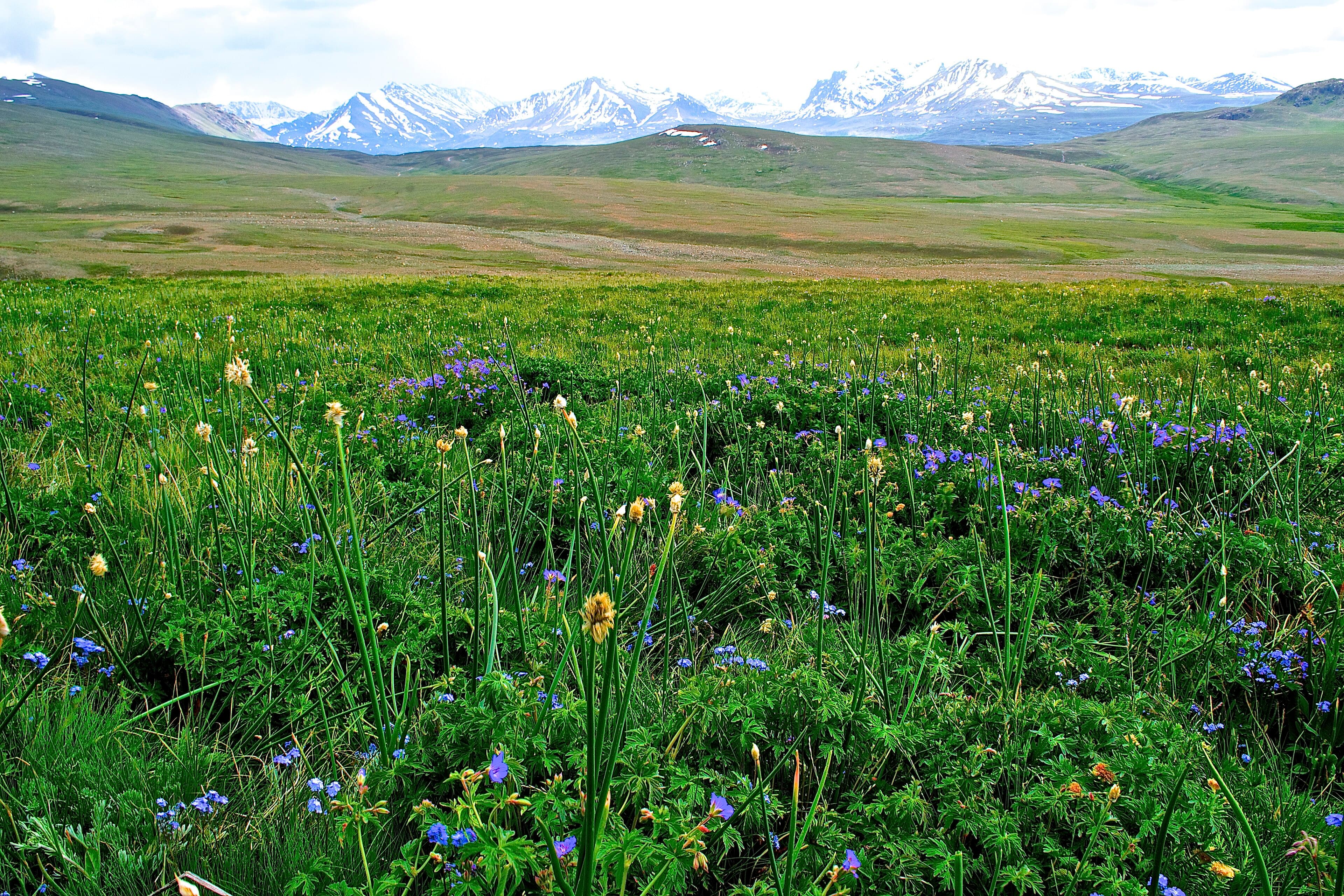 Wildflower plains of Deosai National Park with Sheosar Lake and distant peaks