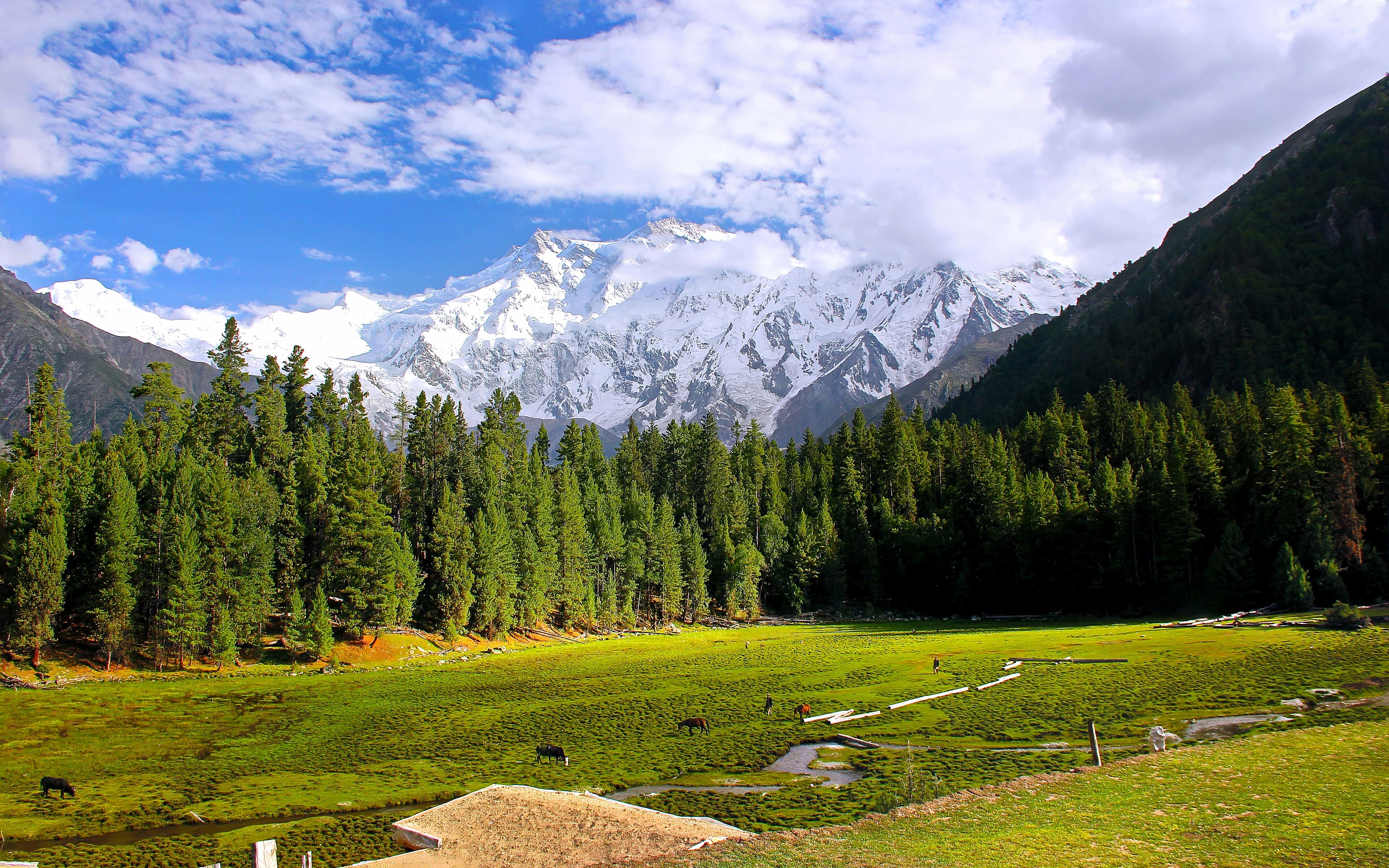 Log cabins on the green grassland of Fairy Meadows facing Nanga Parbat