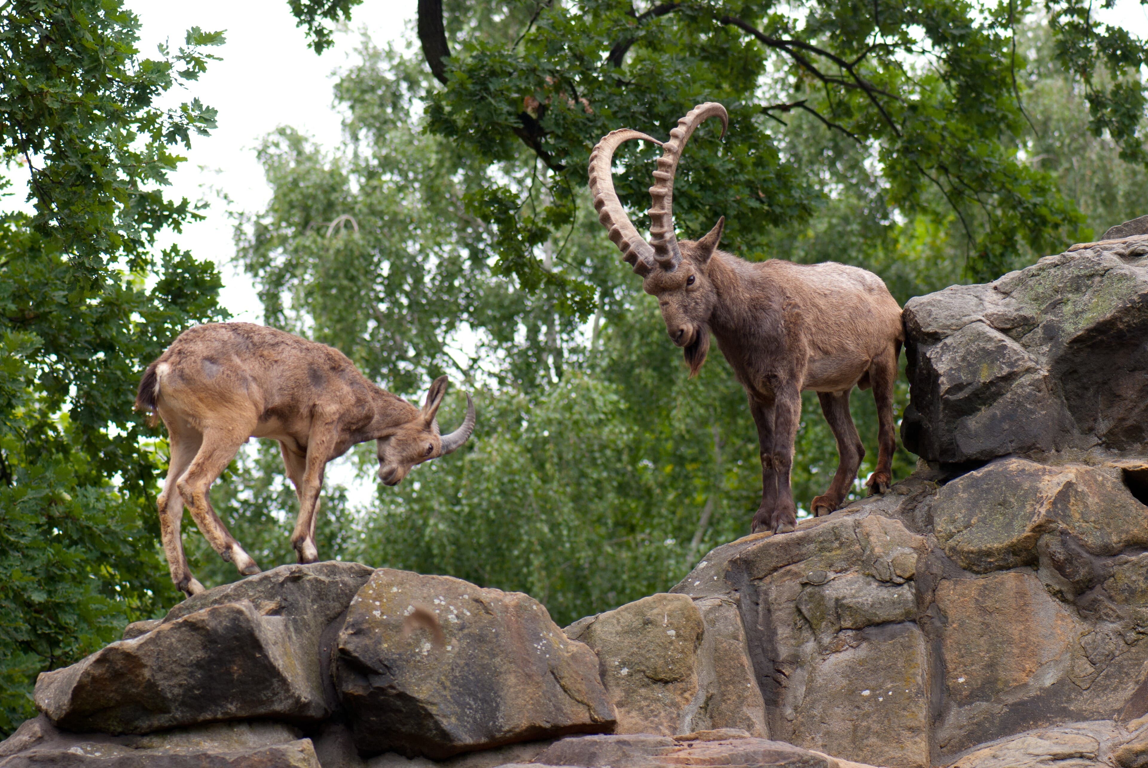 Wild mountain goats on cliffs in the Karakoram — markhor and ibex share this terrain