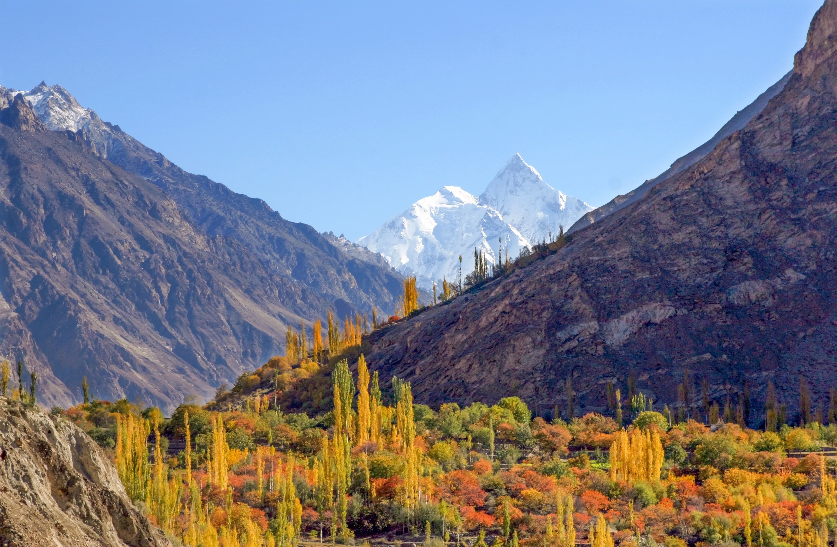 Golden poplar trees and crimson orchards of Hunza Valley in autumn beneath snow-capped peaks