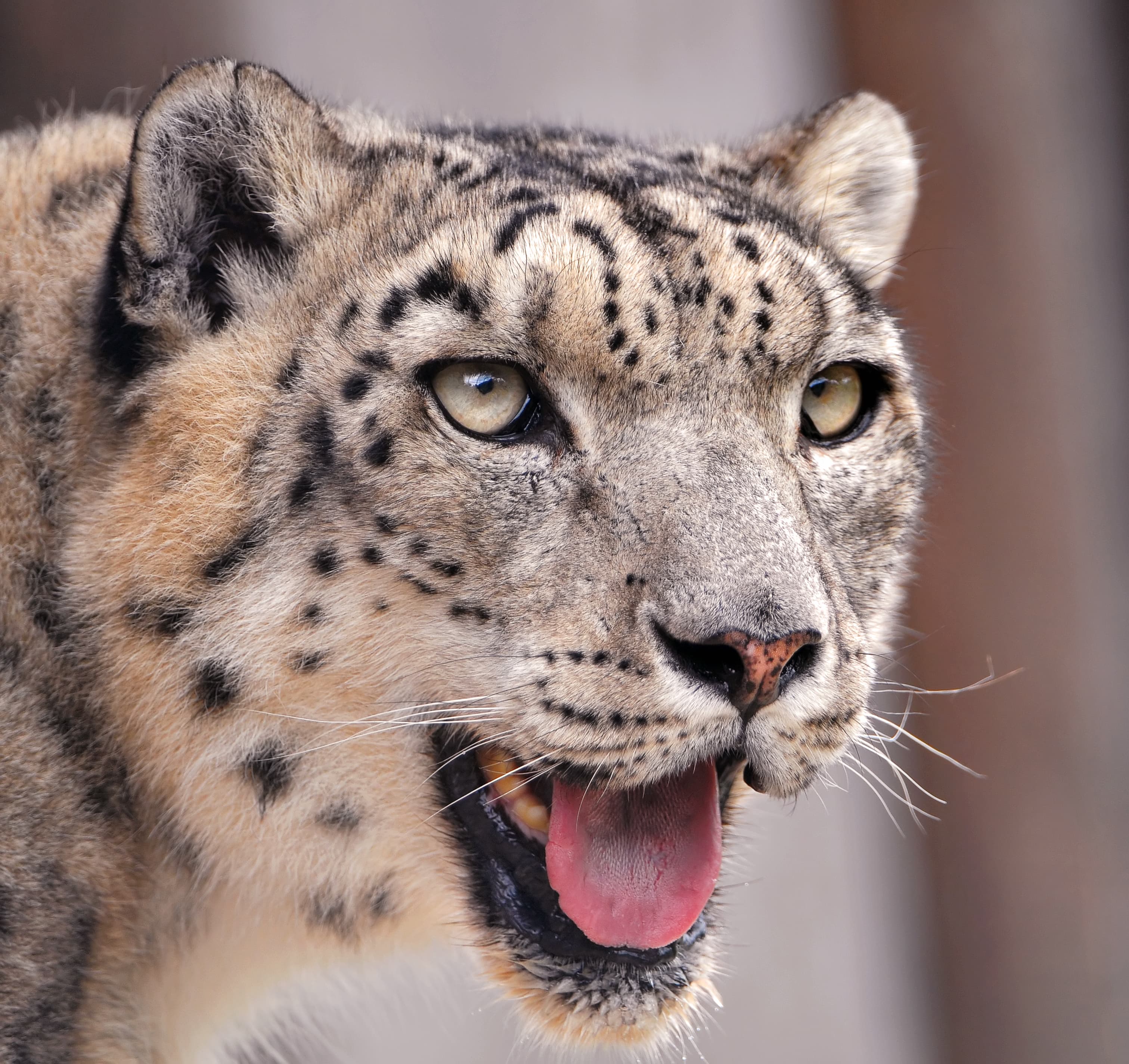 Snow leopard habitat — snowbound ridges above upper Hunza in winter